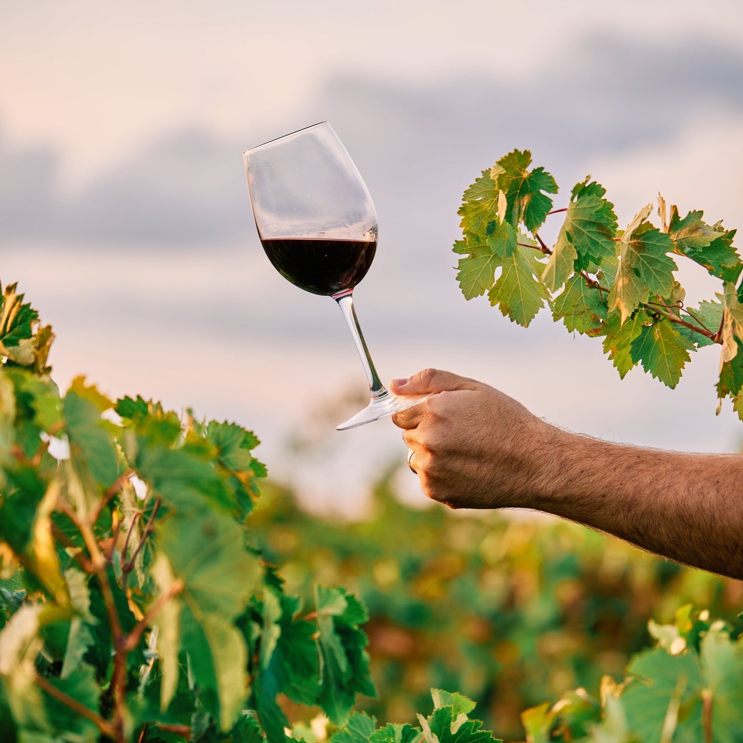 Vino - Fattoria della bonifica 